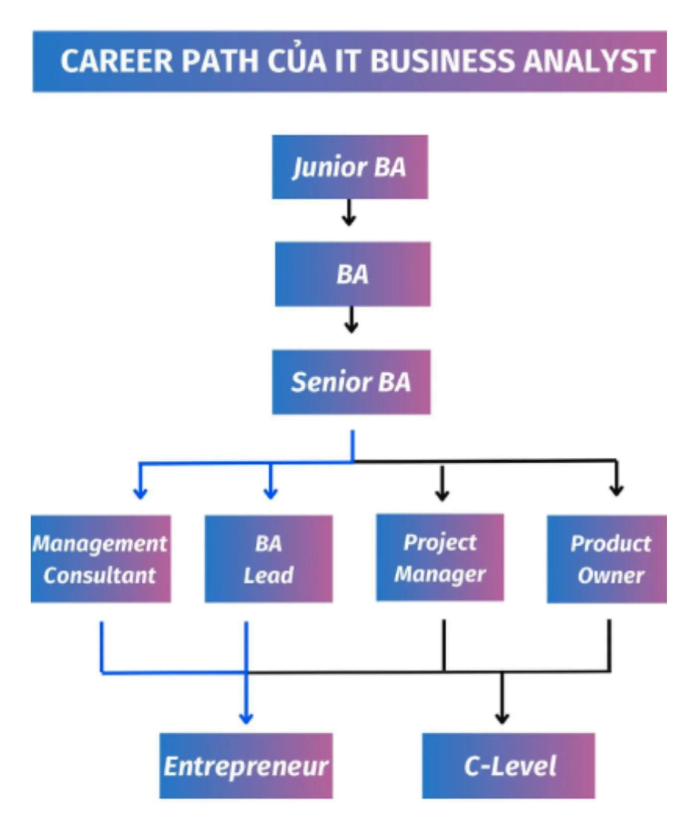 Sơ đồ career path của IT Business Analyst, từ Junior BA tới C-Level và Entrepreneur